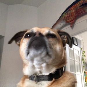 Meet your Posher, Maya